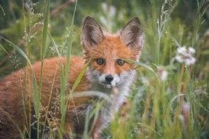 a wild fox