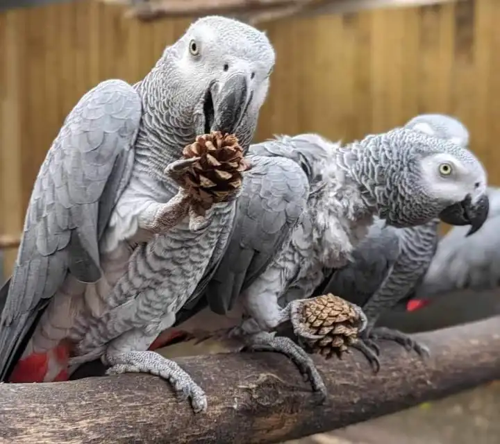 parrots lincolnshire swearing