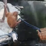 how smart is an orangutan