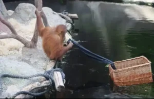 how smart is an orangutan