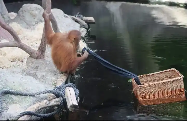 how smart is an orangutan