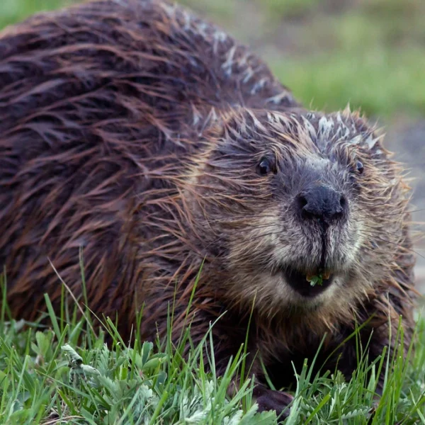 beavers building dams