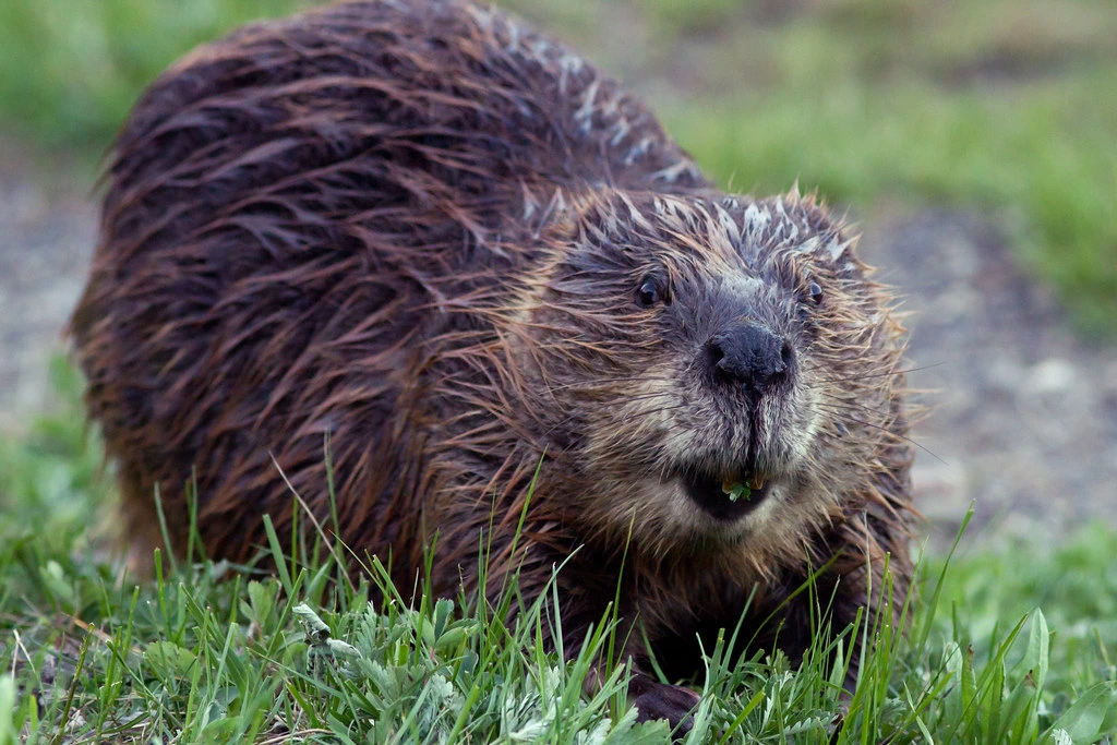 beavers building dams